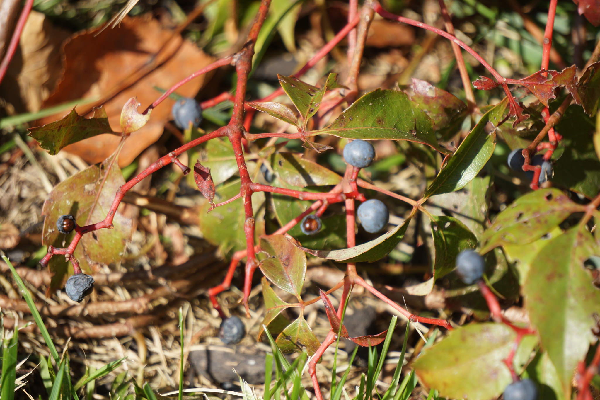 Parthenocissus quinquefolia